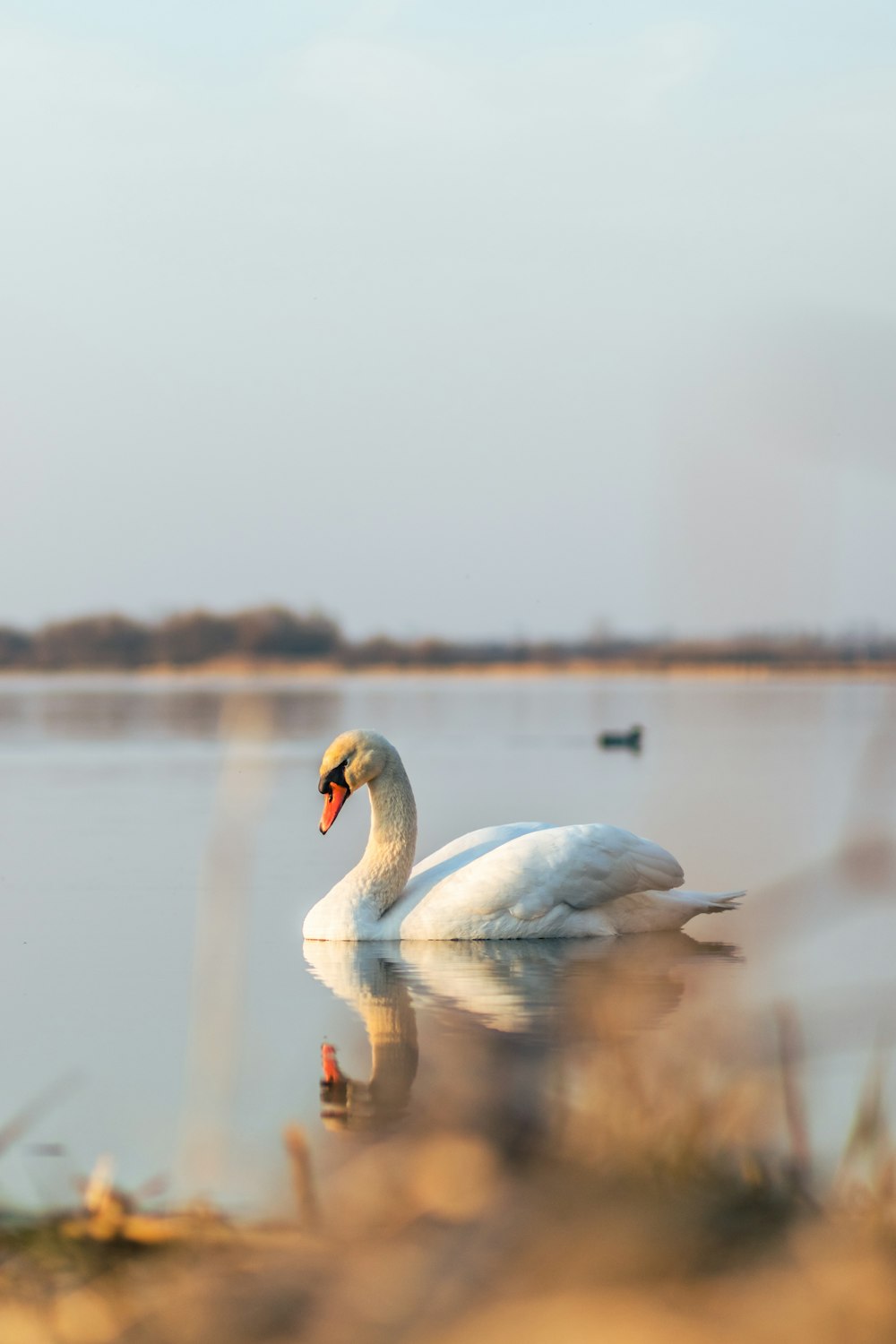 white swan on water during daytime