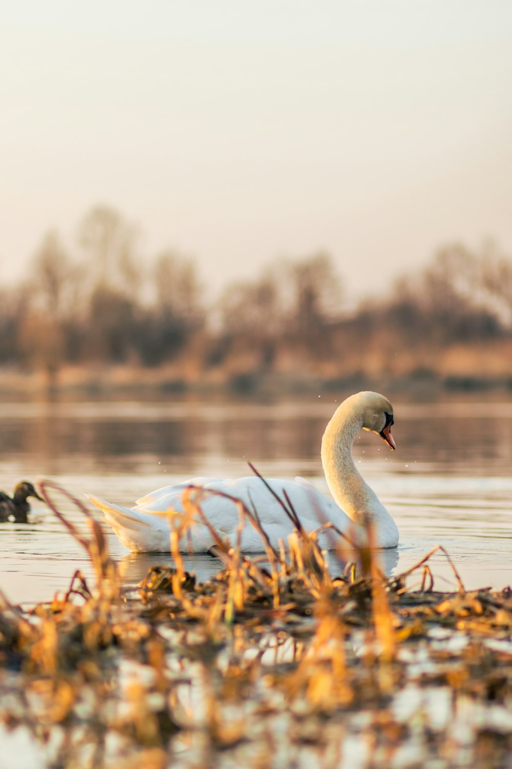 white swan on water during daytime