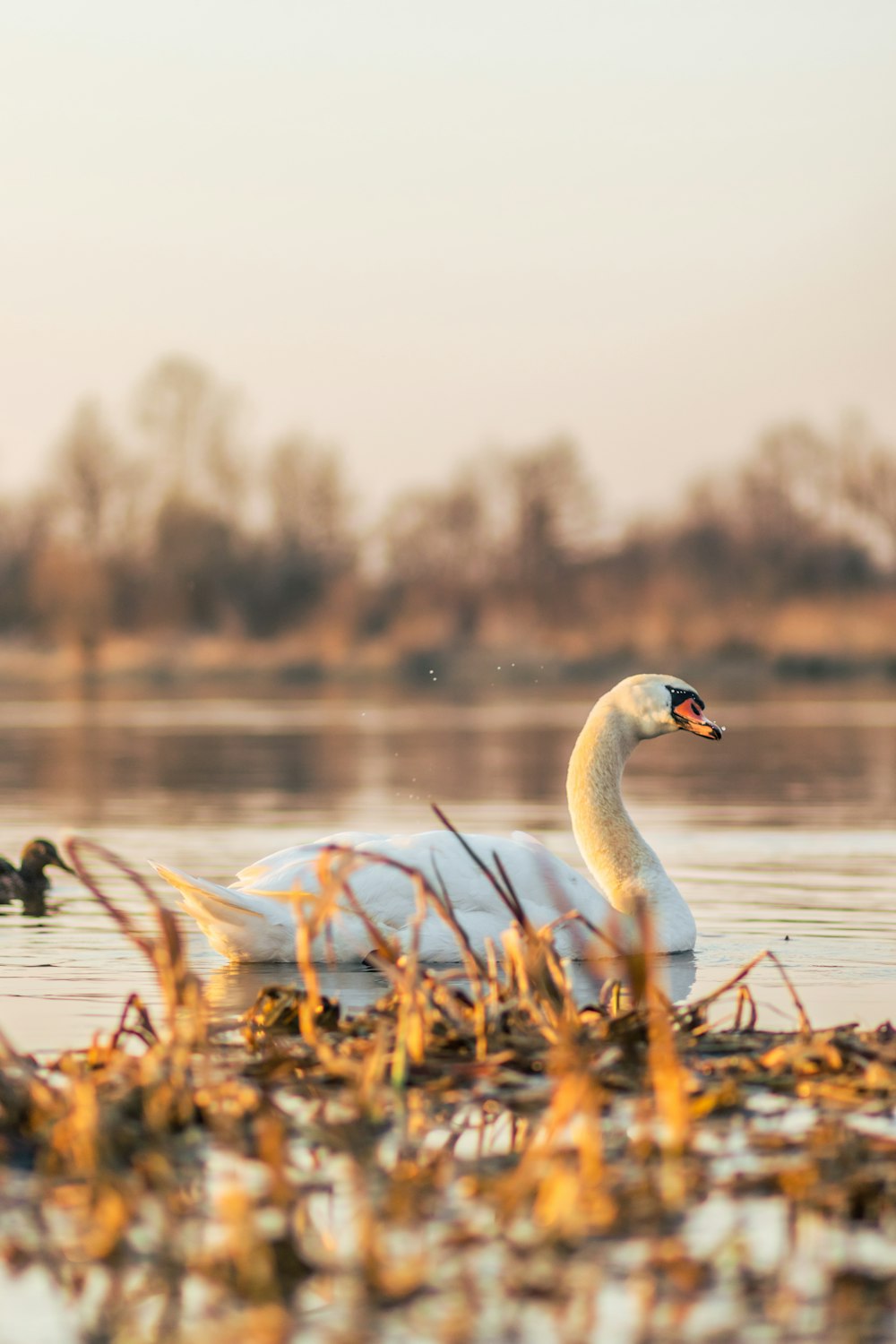 white swan on water during daytime