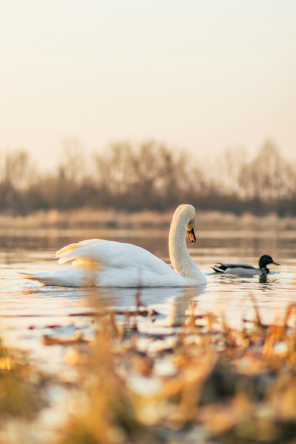 white swan on water during daytime