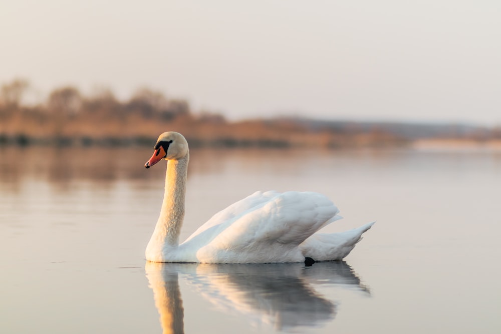 white swan on water during daytime