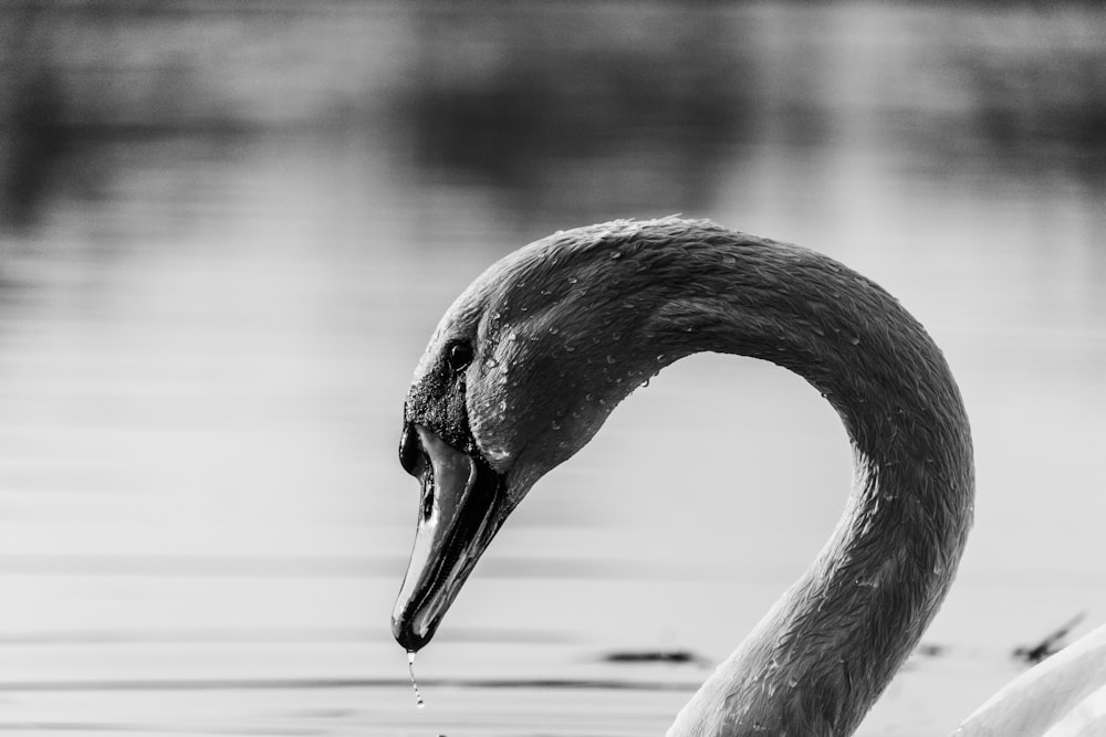 swan on water in grayscale photography
