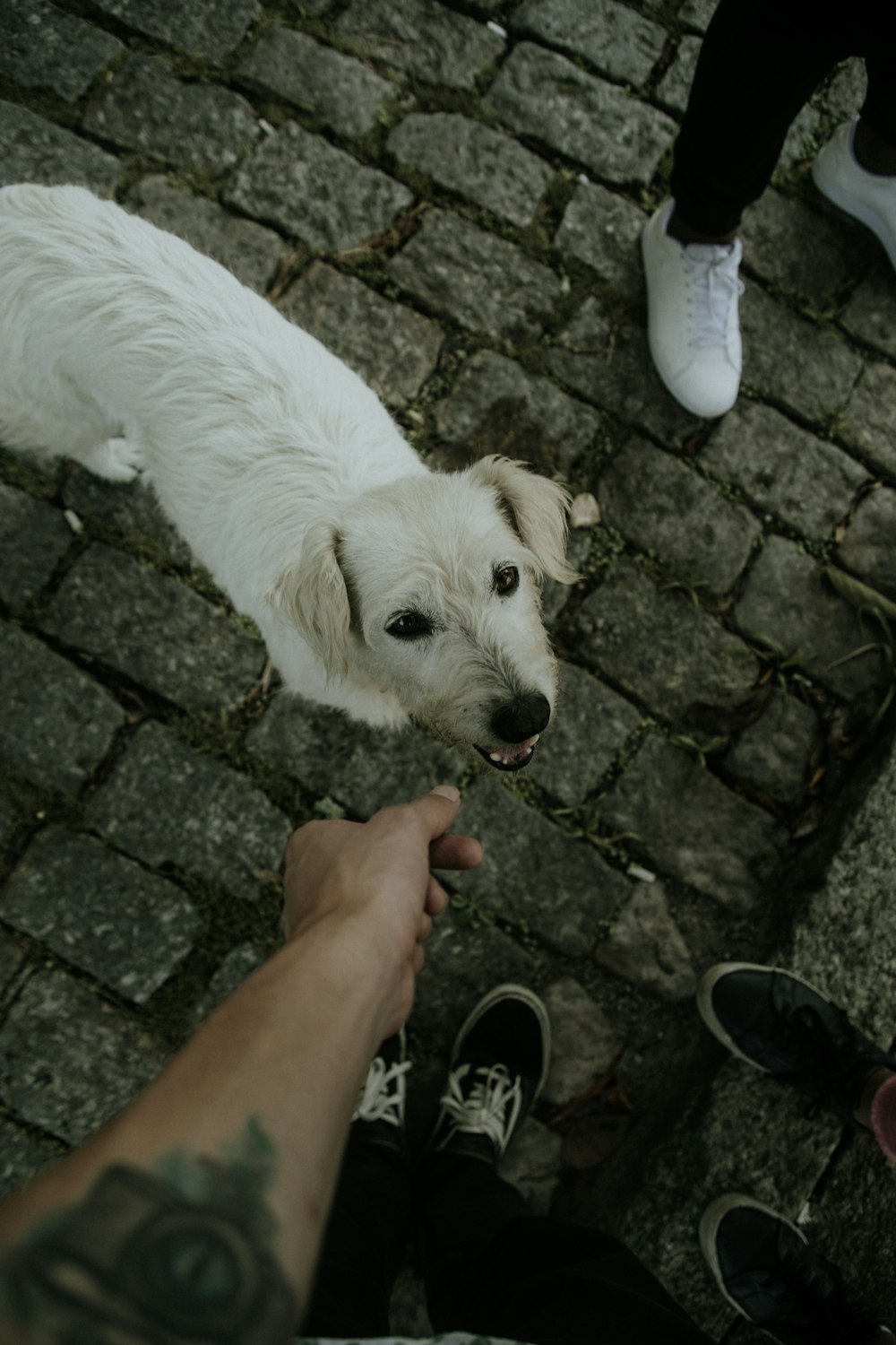 white long coat small dog