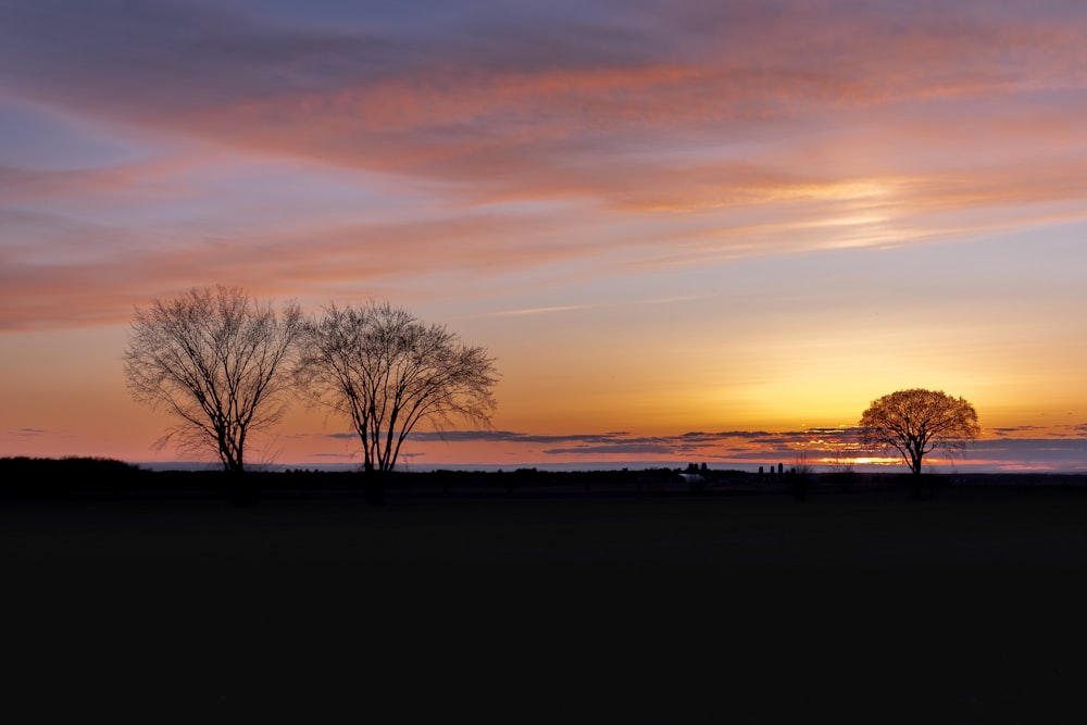 leafless tree near body of water during sunset