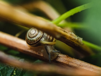 A small snail with a spiral shell is crawling on a piece of wood amidst green foliage. The close-up shot captures the delicate textures of its shell and the surrounding environment.