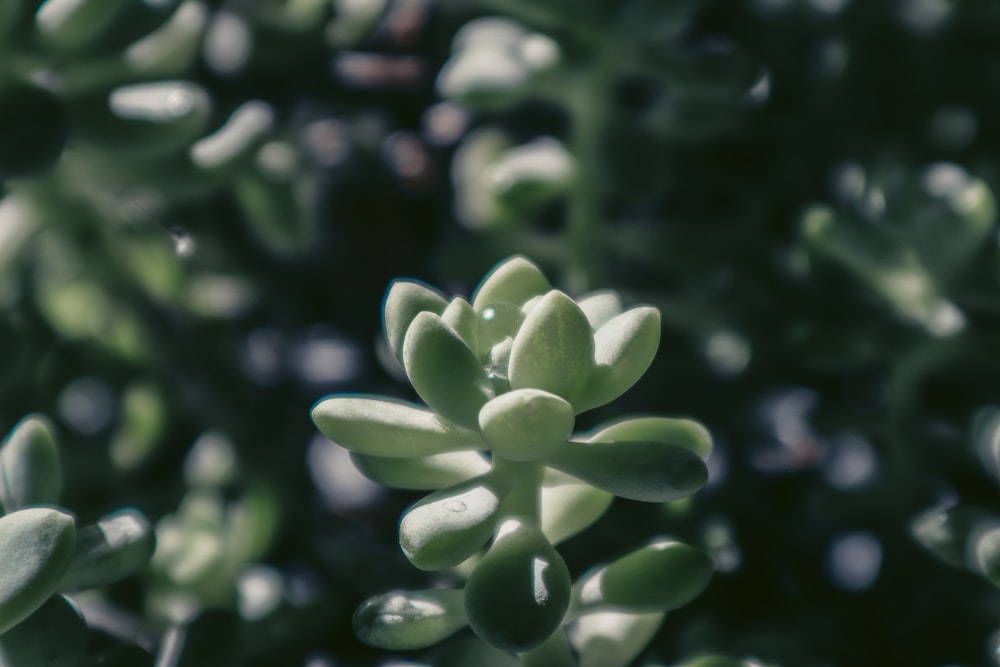 green and white flower buds