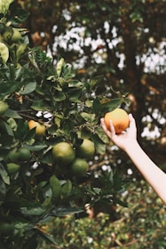 person holding yellow citrus fruit