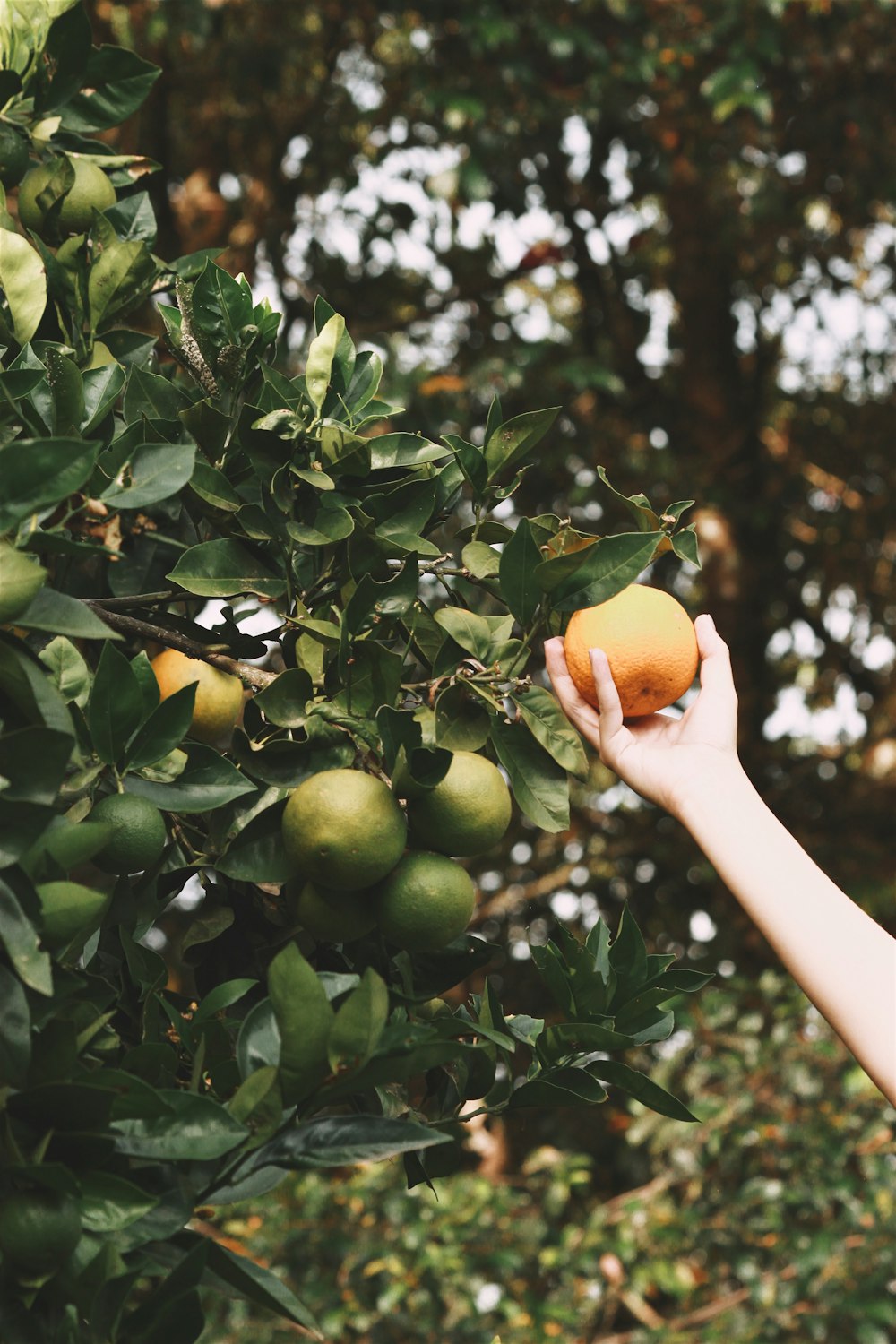 person holding yellow citrus fruit