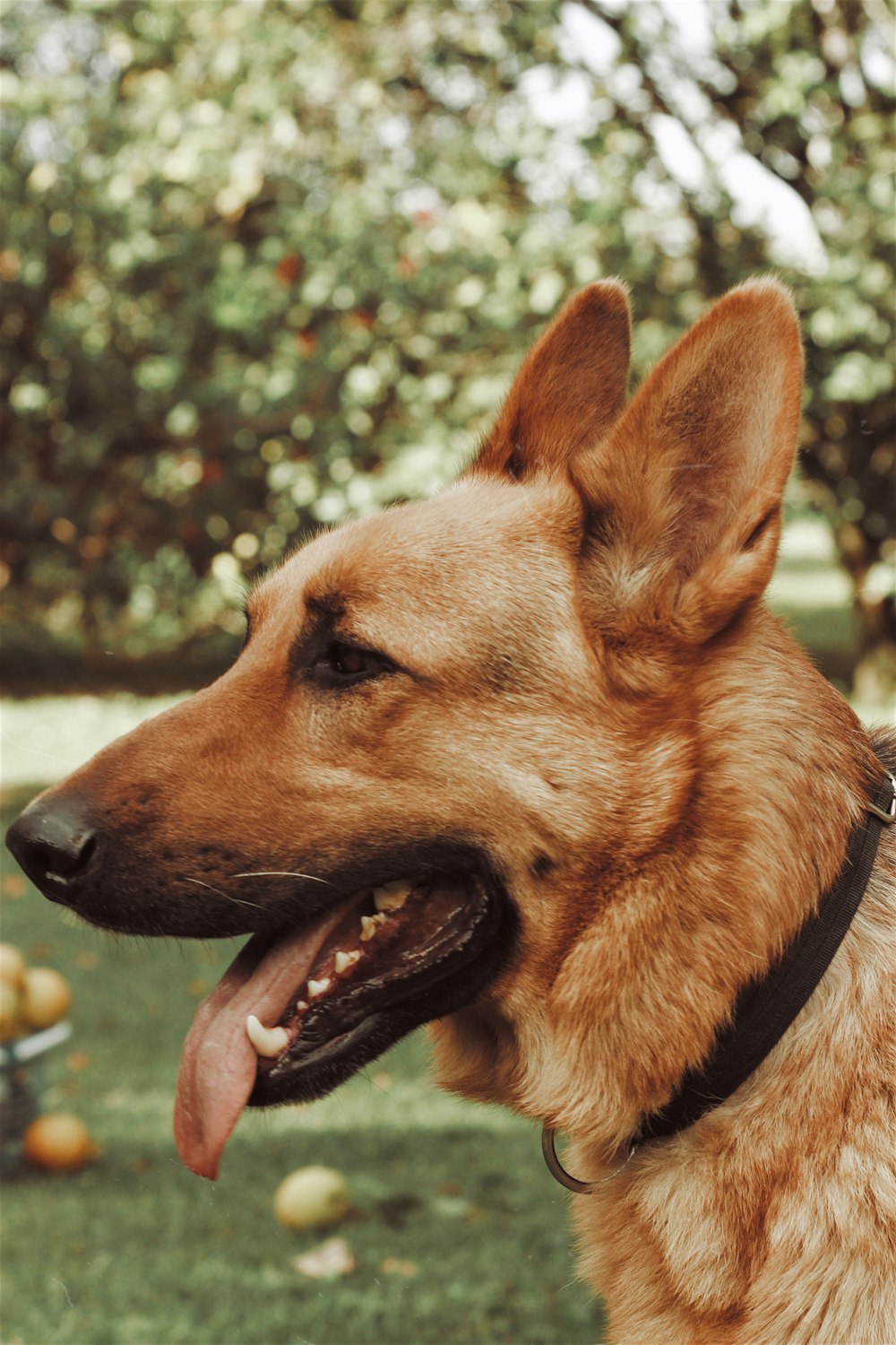 brown and black german shepherd