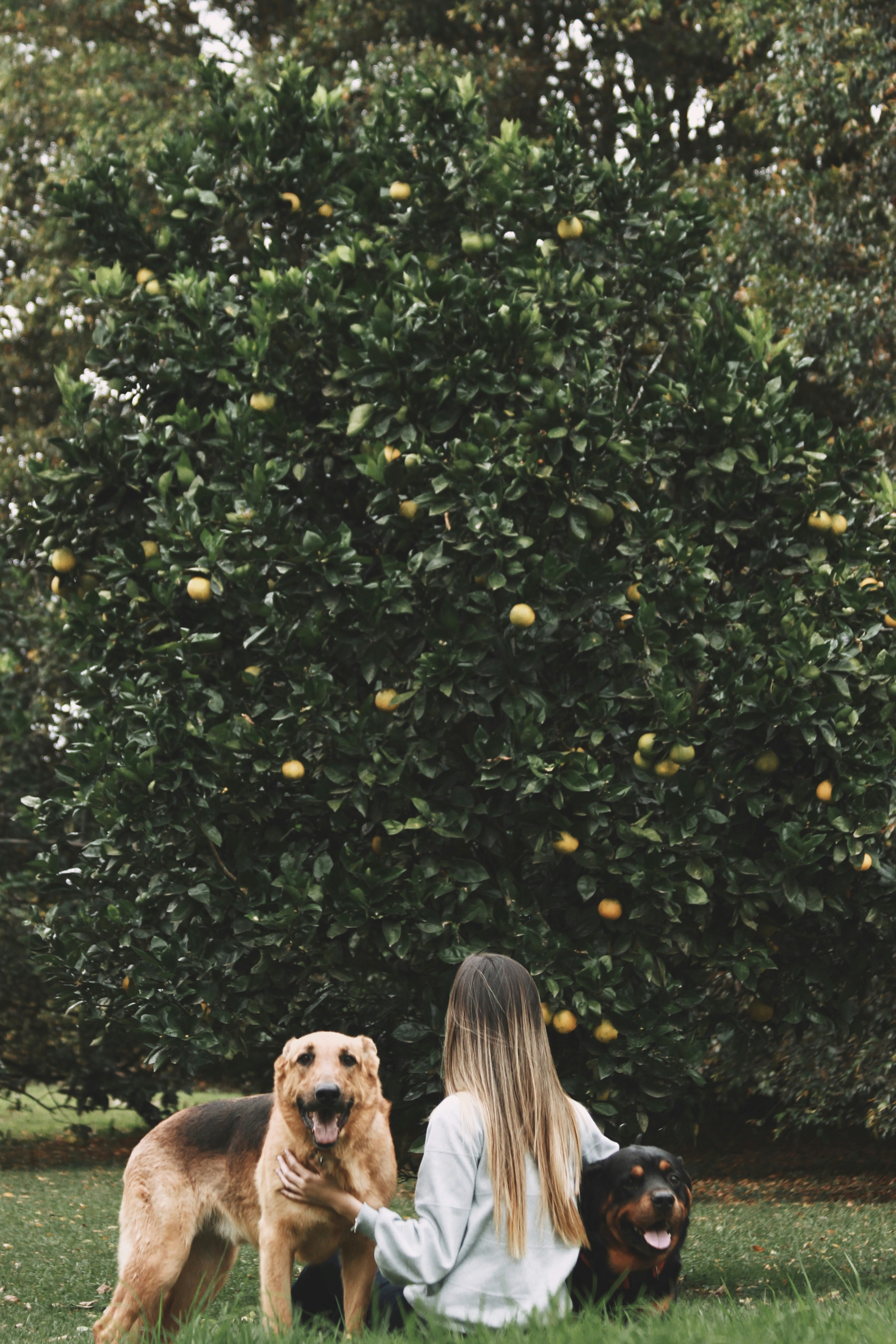 Dog looking at pineapple with caution