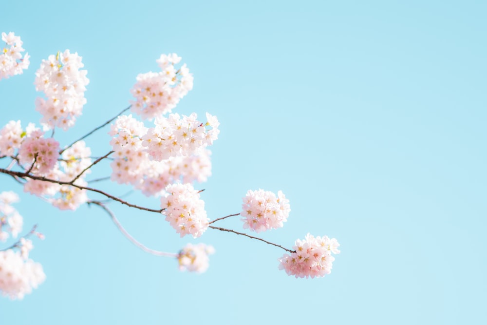 flor blanca y rosada bajo el cielo azul durante el día