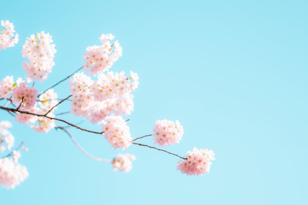 white and pink flower under blue sky during daytime