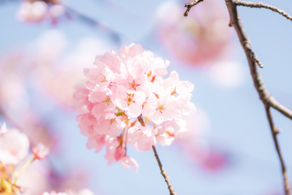 fiore di ciliegio rosa e bianco in primo piano fotografia