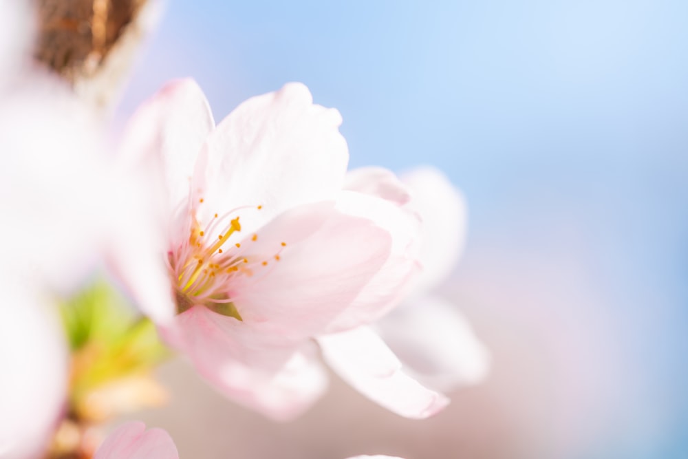 white and pink flower in close up photography