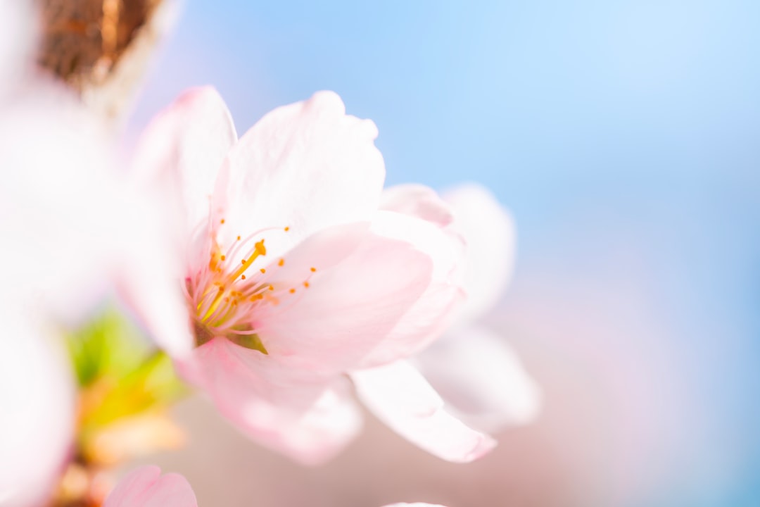 white and pink flower in close up photography