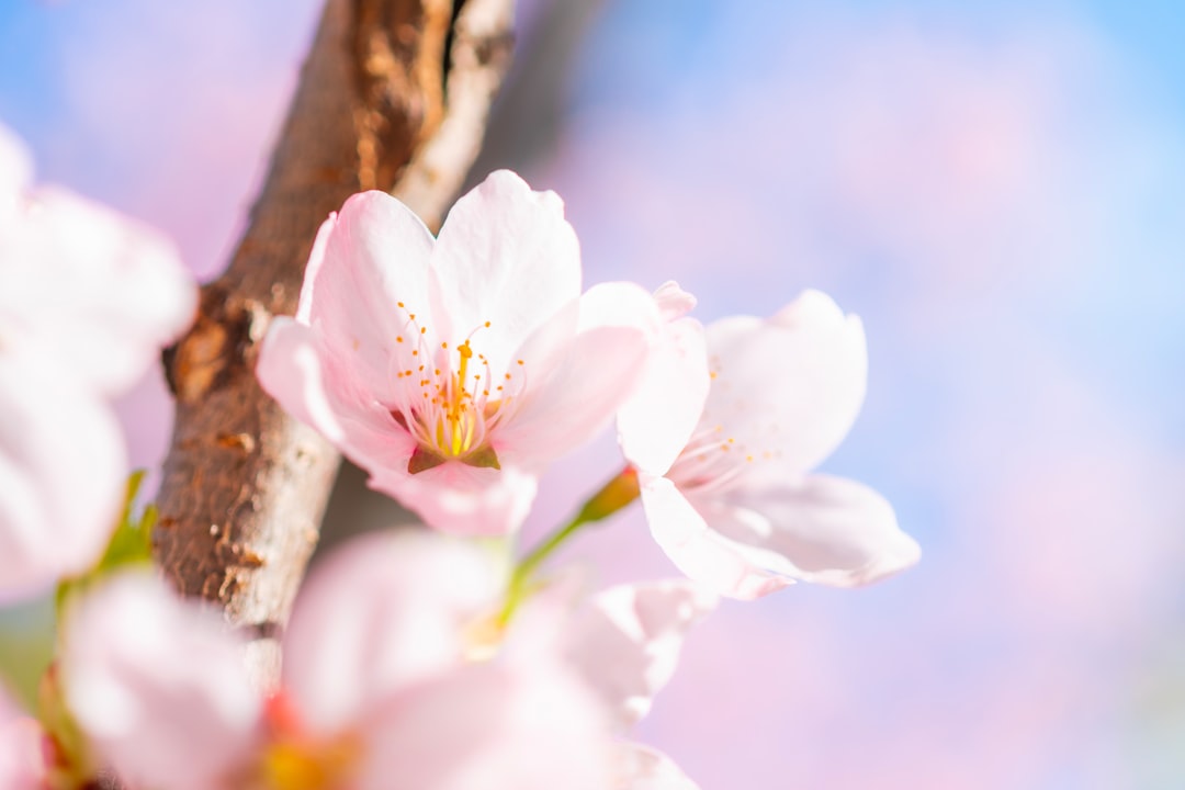 white and pink cherry blossom in bloom during daytime