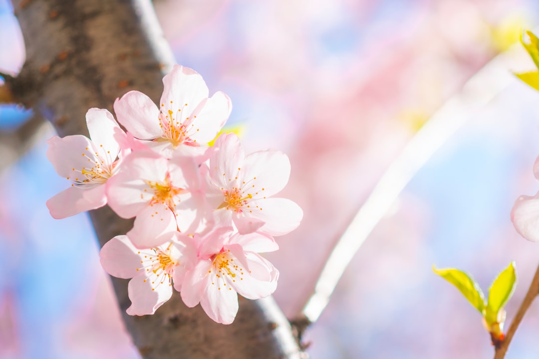 white cherry blossom in bloom during daytime