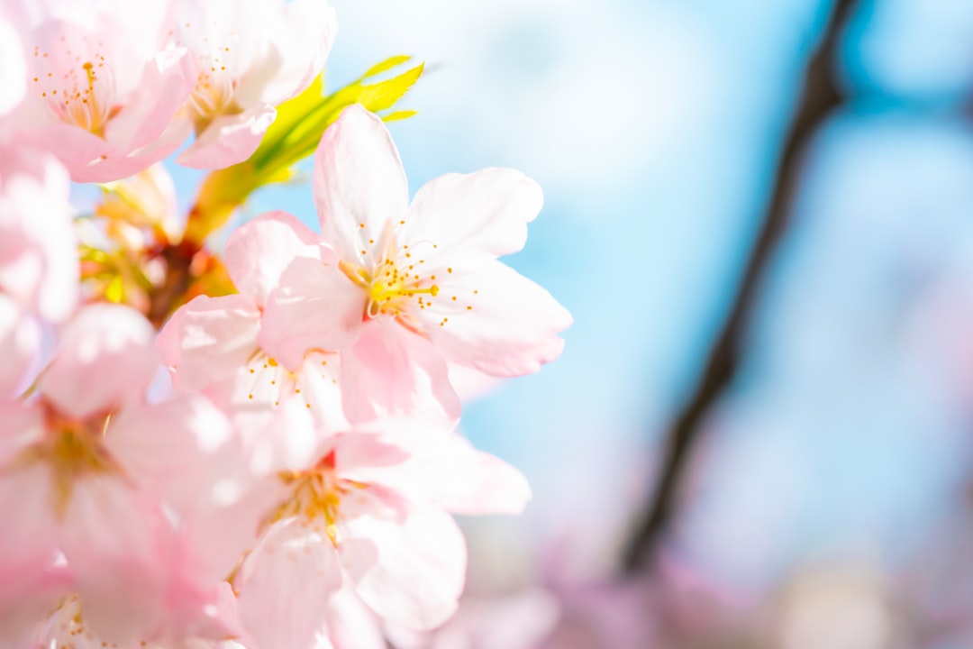 pink and white flower in tilt shift lens