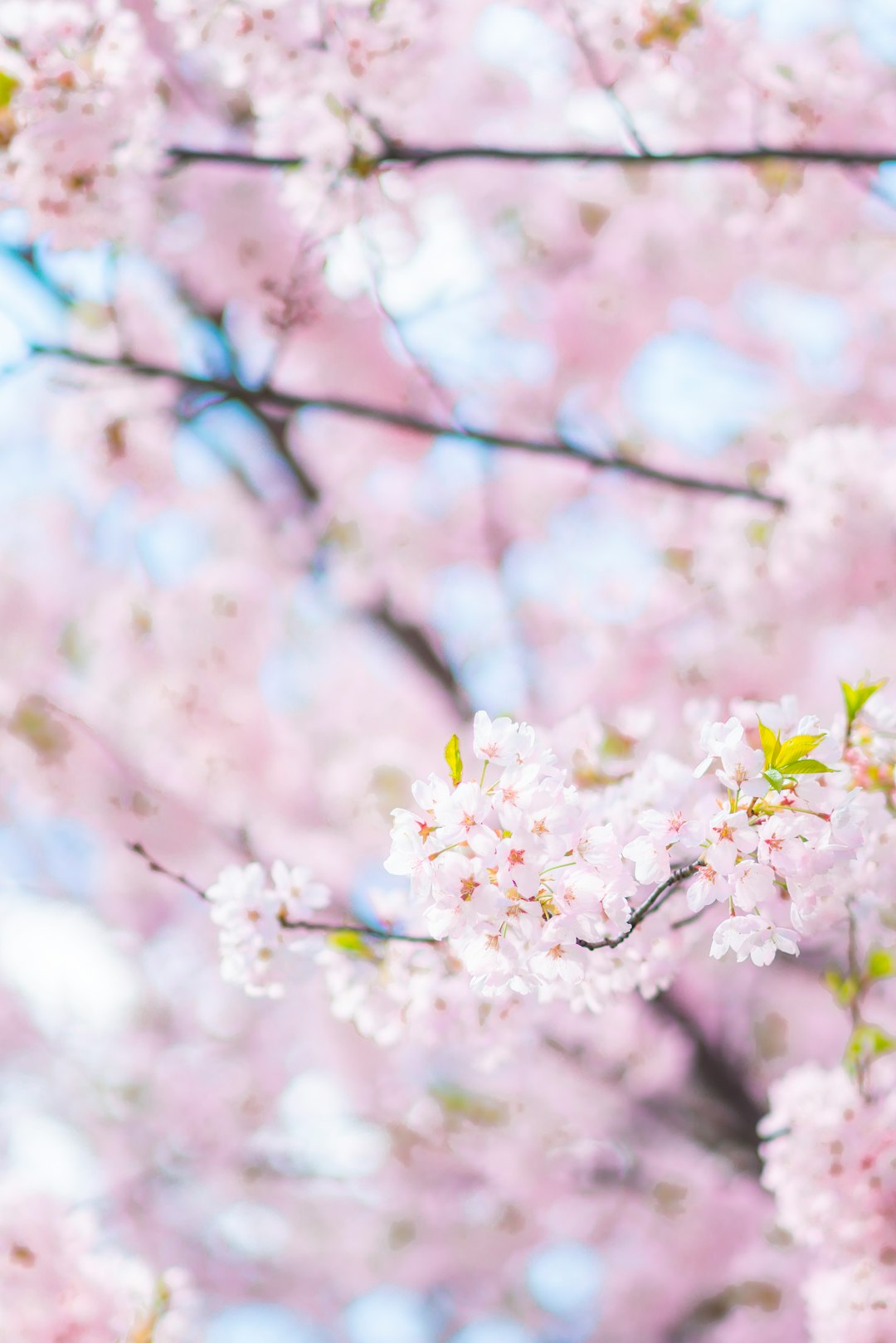 white cherry blossom in close up photography