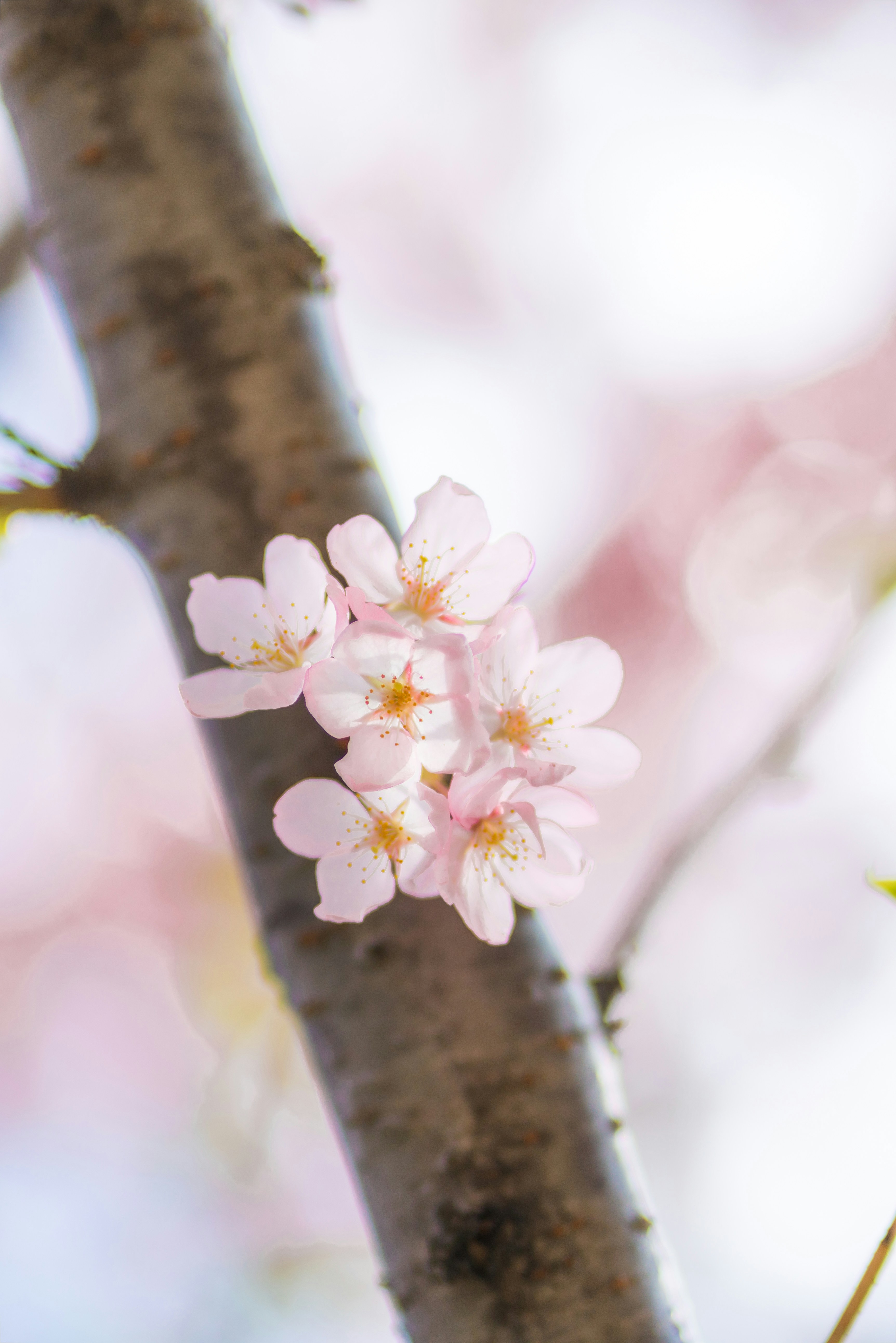 Photo by whiterainforest