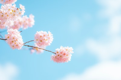 pink and white flower under blue sky during daytime season teams background