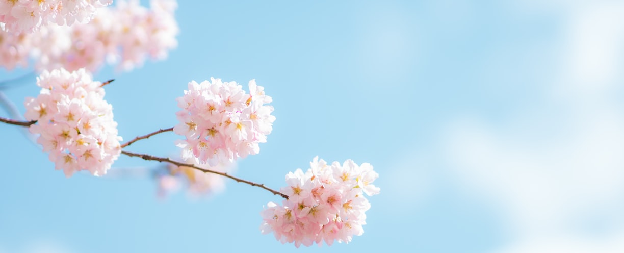 pink and white flower under blue sky during daytime