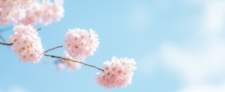 pink and white flower under blue sky during daytime