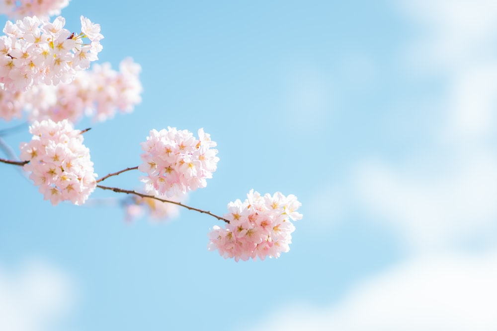 flor rosa y blanca bajo el cielo azul durante el día