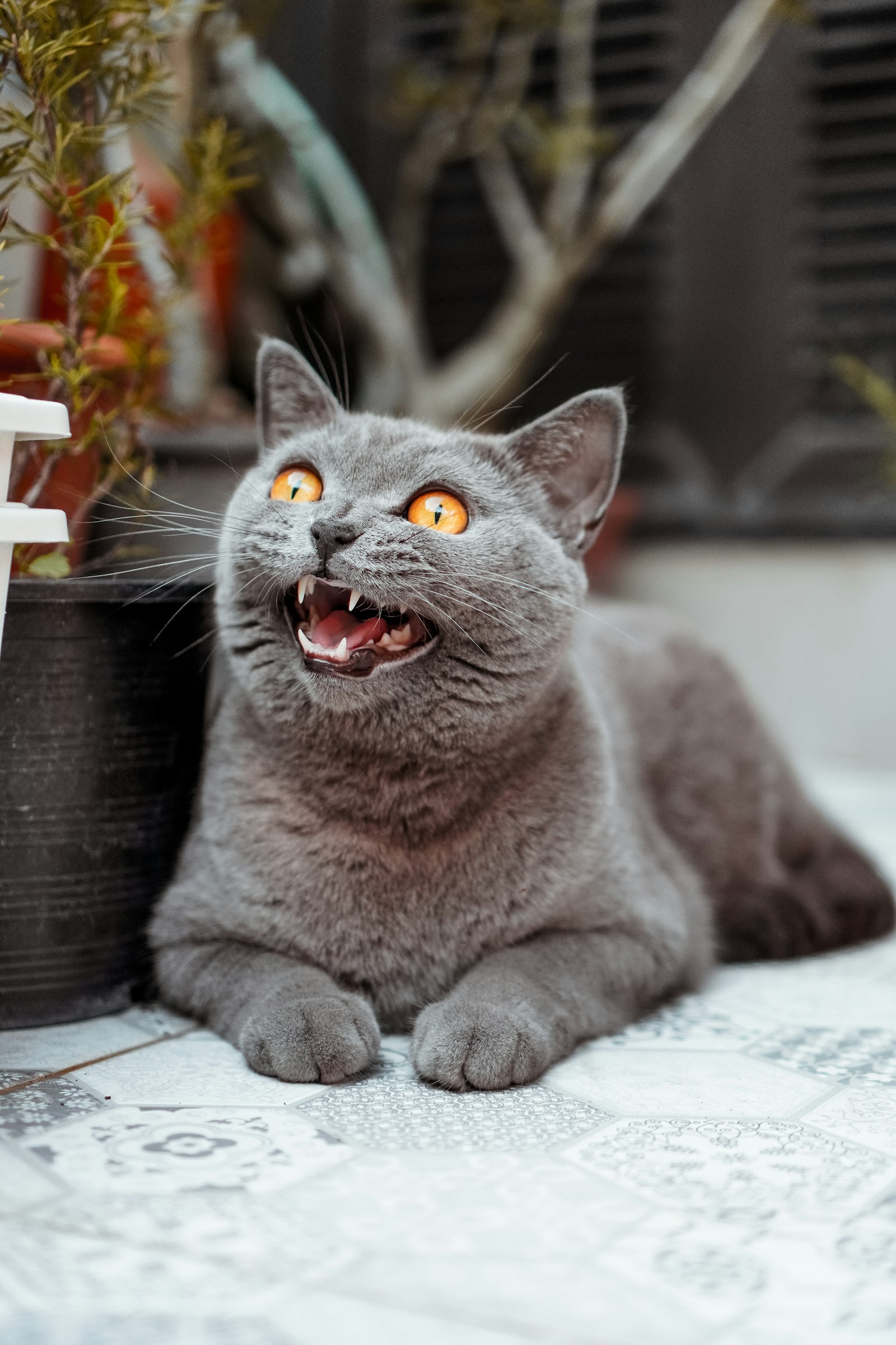 Sony a6600 + Sony E 35mm F1.8 OSS sample photo. Russian blue cat on photography
