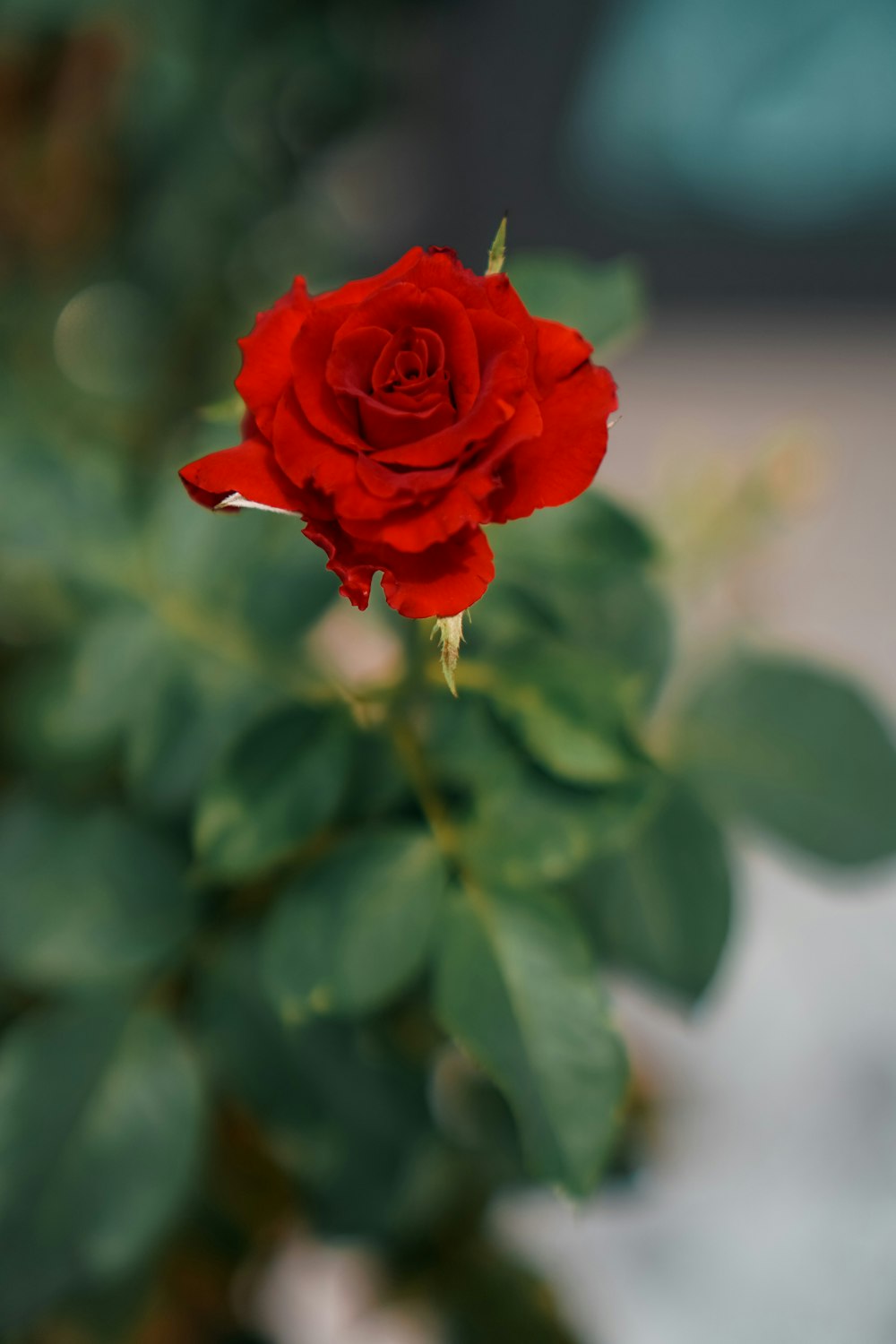 red rose in bloom during daytime