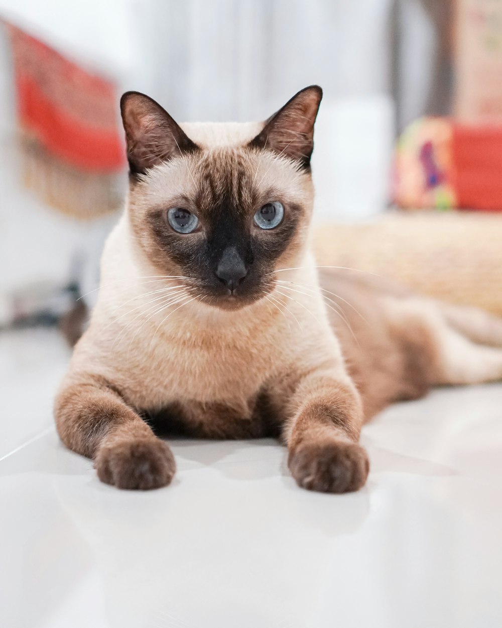 brown and white cat on white textile