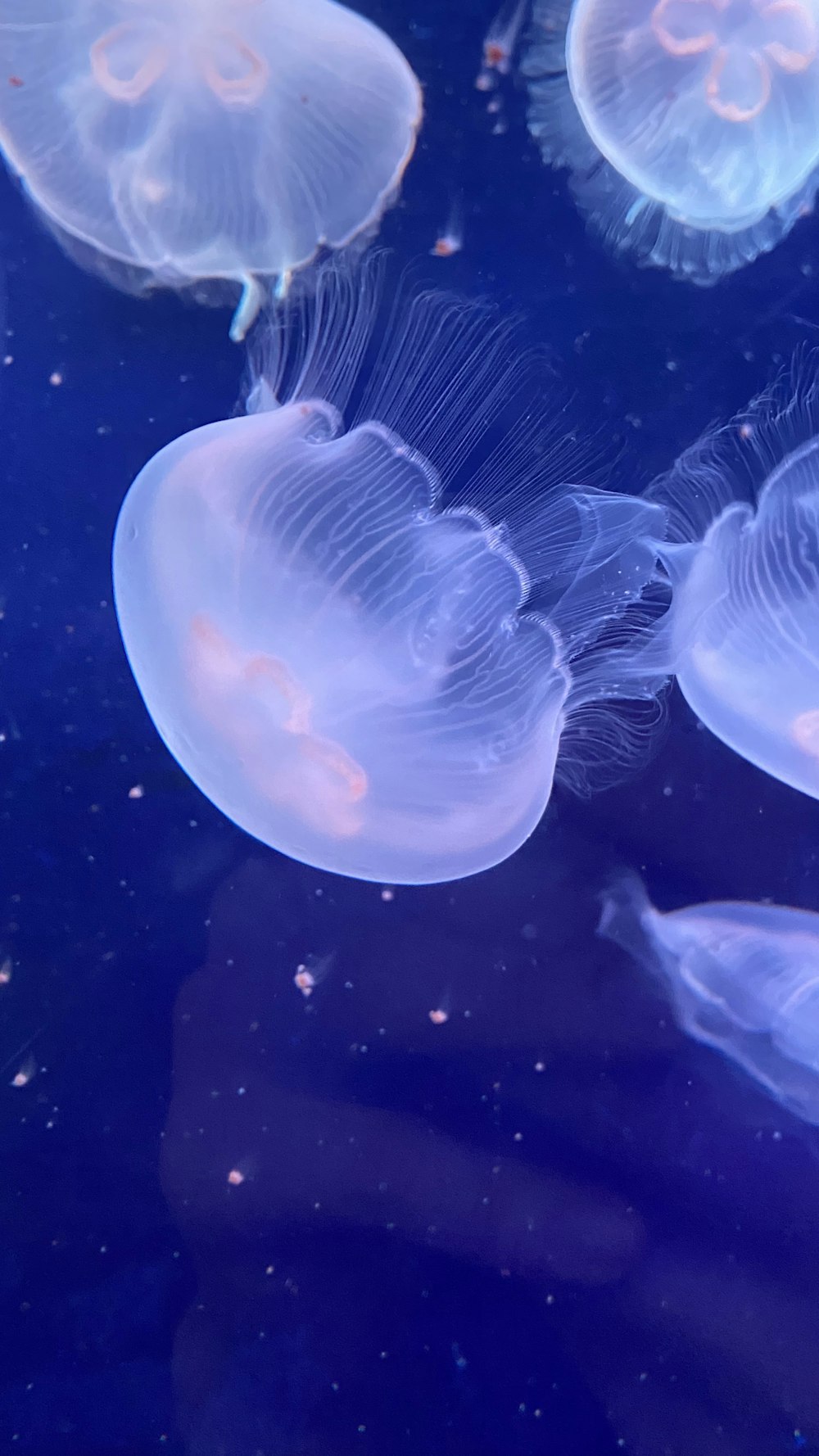 blue jellyfish in water in close up photography