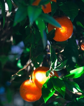 Bright orange oranges hanging from a lush tree, ready for eating or juicing.