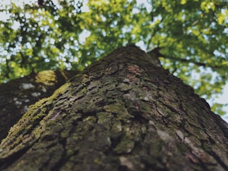 brown tree trunk in close up photography