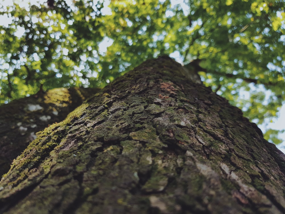 tronco marrom da árvore na fotografia de perto