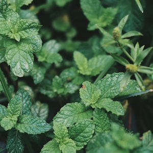 green leaf plant in close up photography