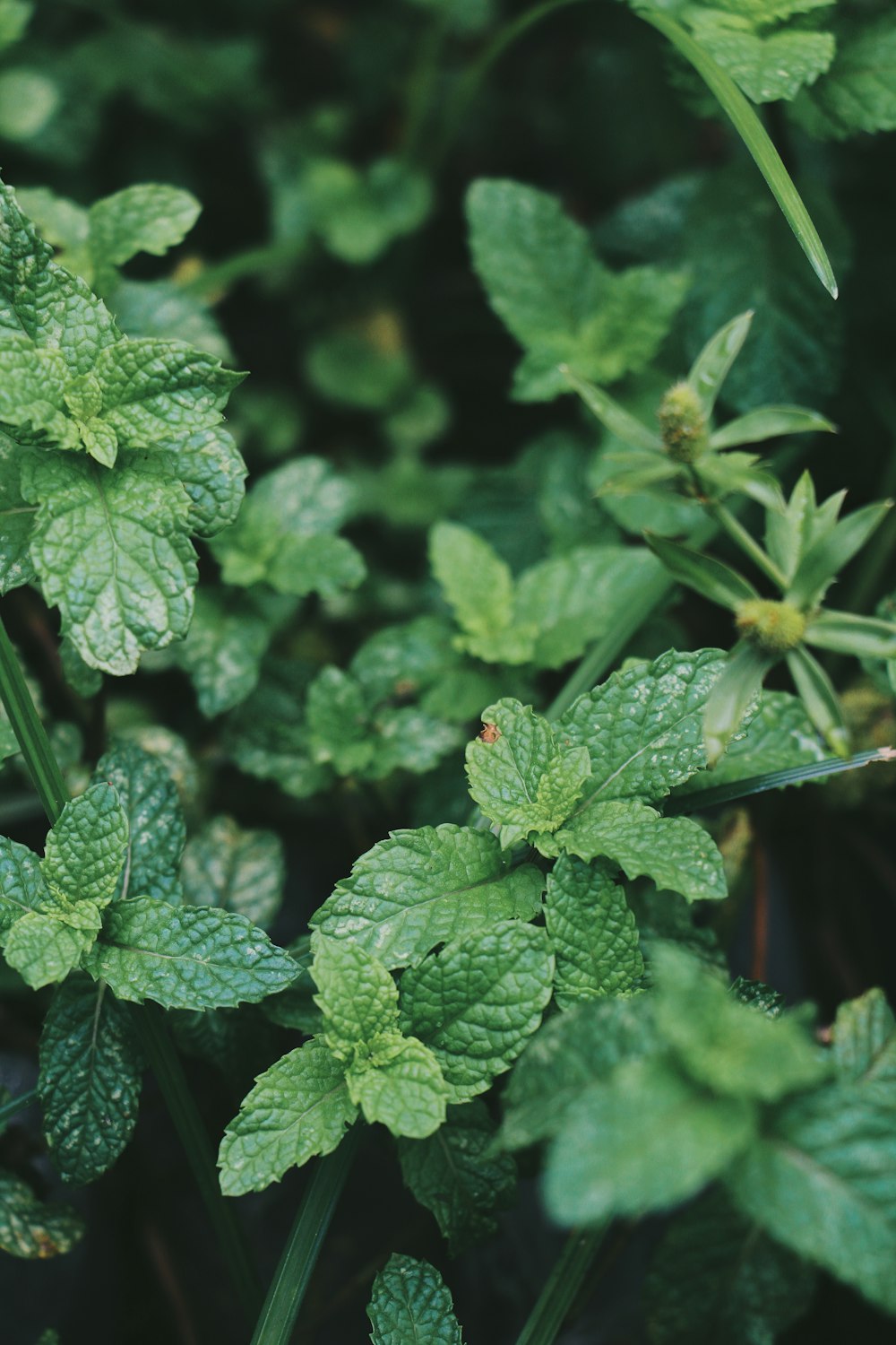 green leaf plant in close up photography