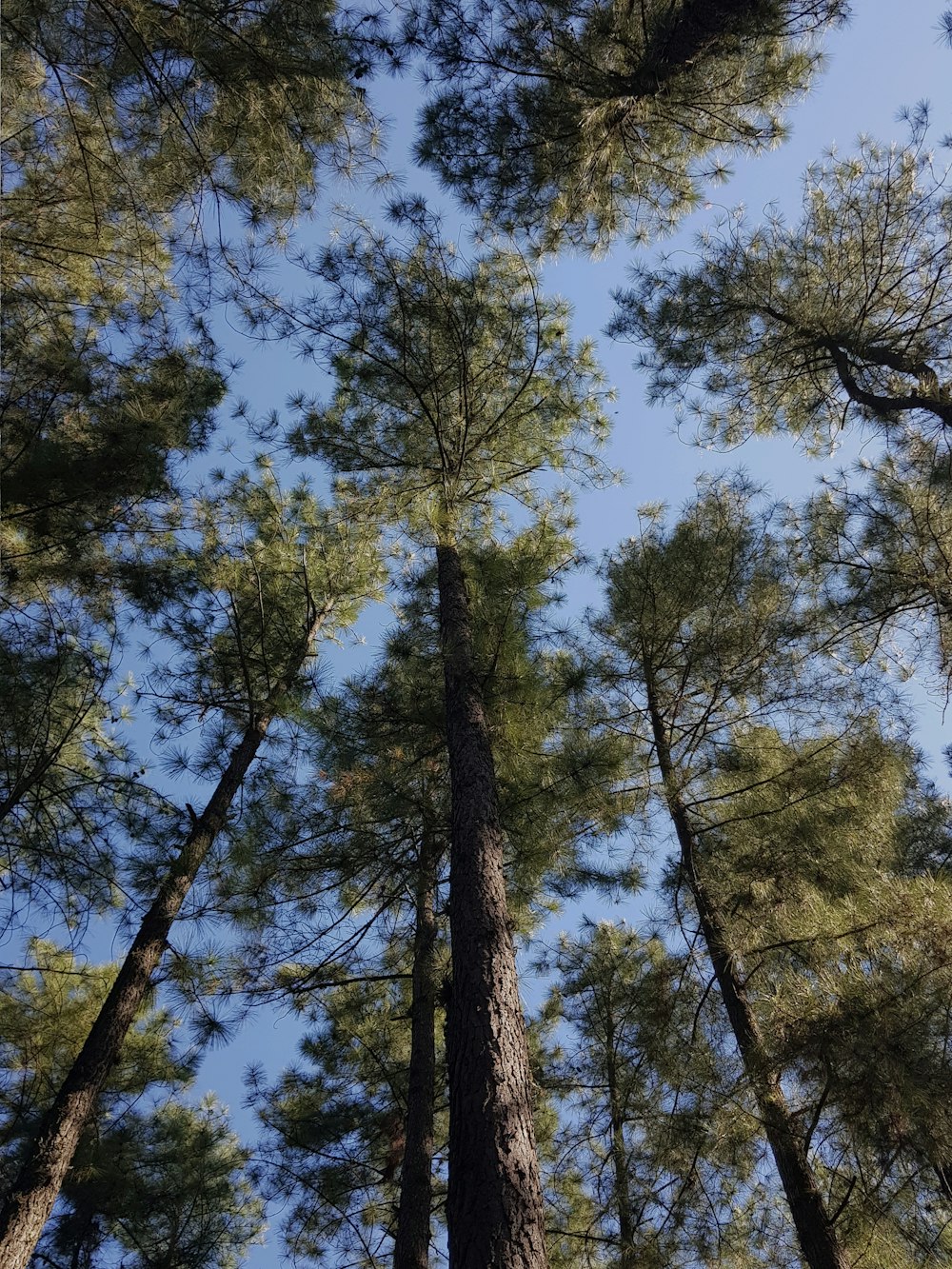 green trees under blue sky during daytime