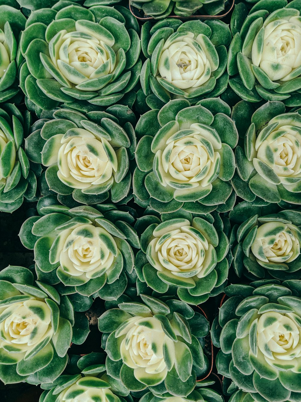 green roses in close up photography