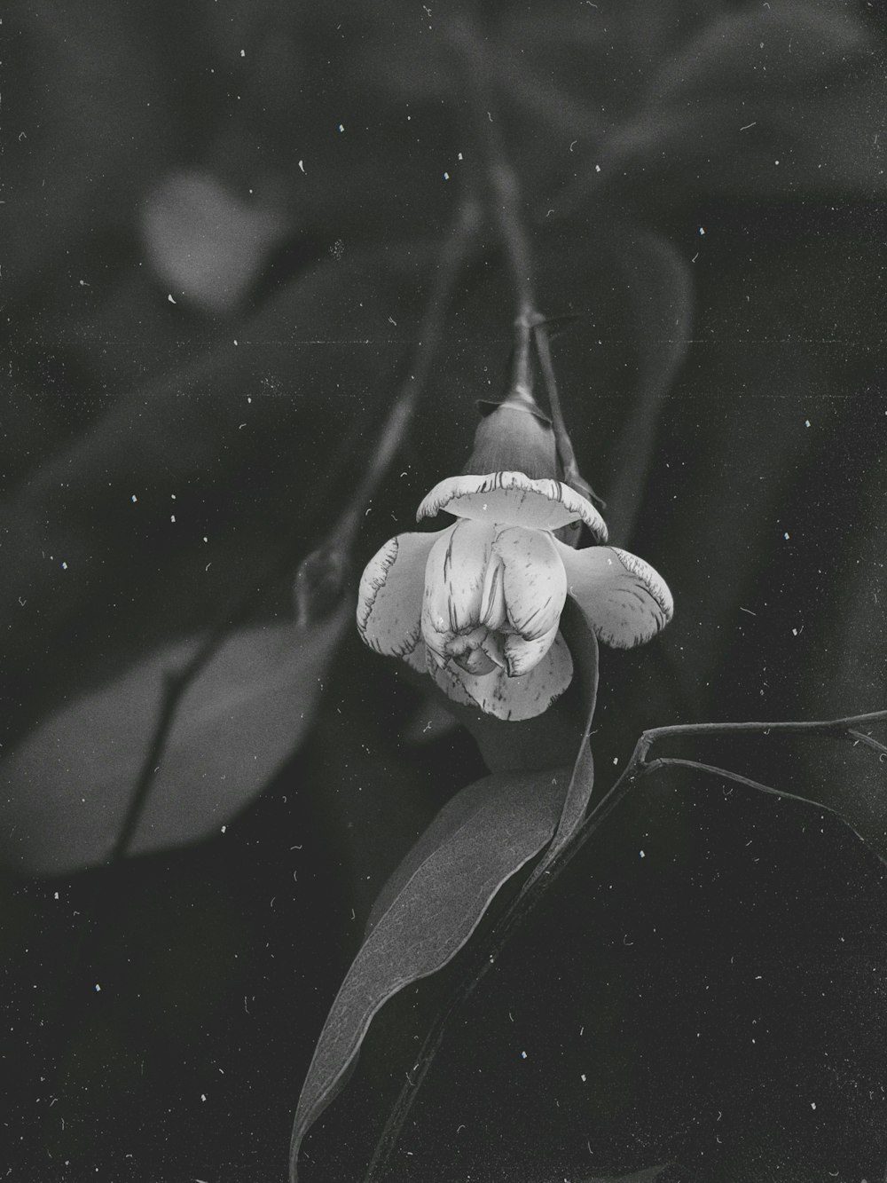 greyscale photo of flower with water droplets