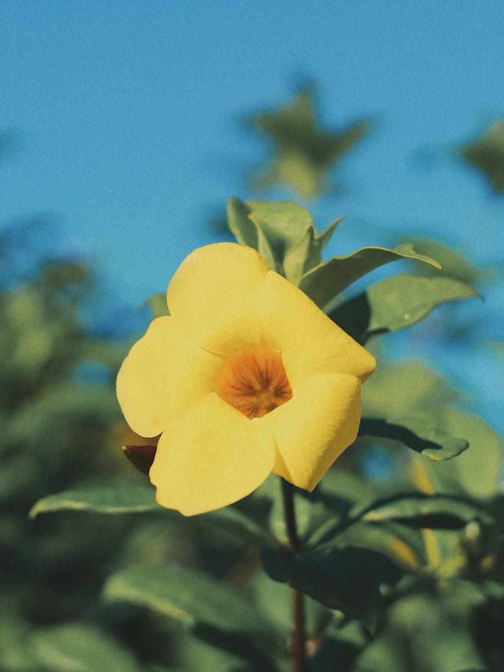 yellow flower in tilt shift lens