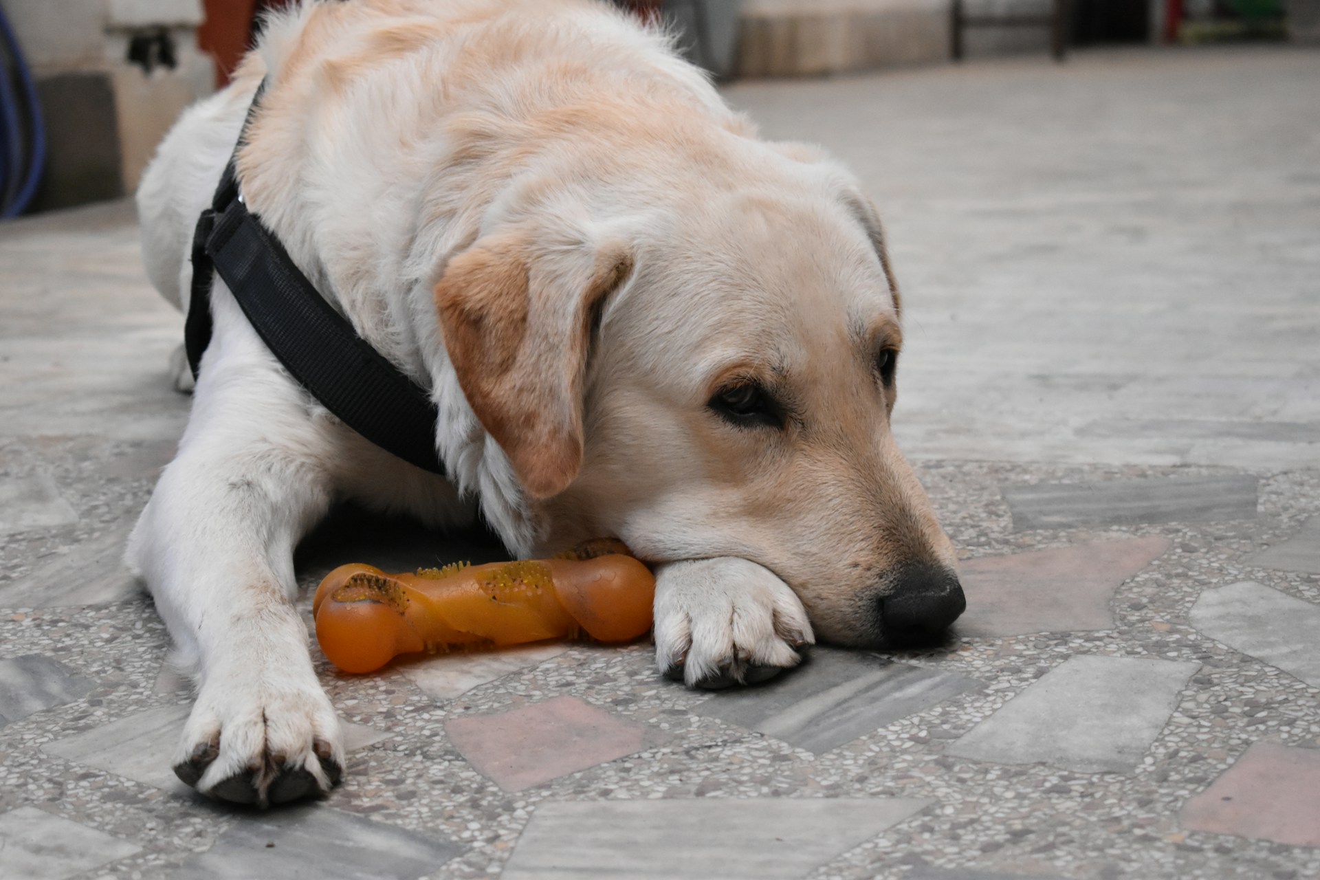 yellow labrador retriever with black harness lying on grey concrete floor during daytime