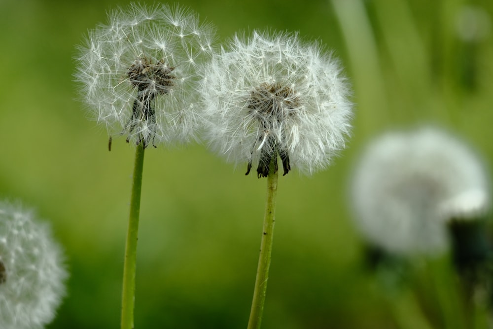 white dandelion in close up photography