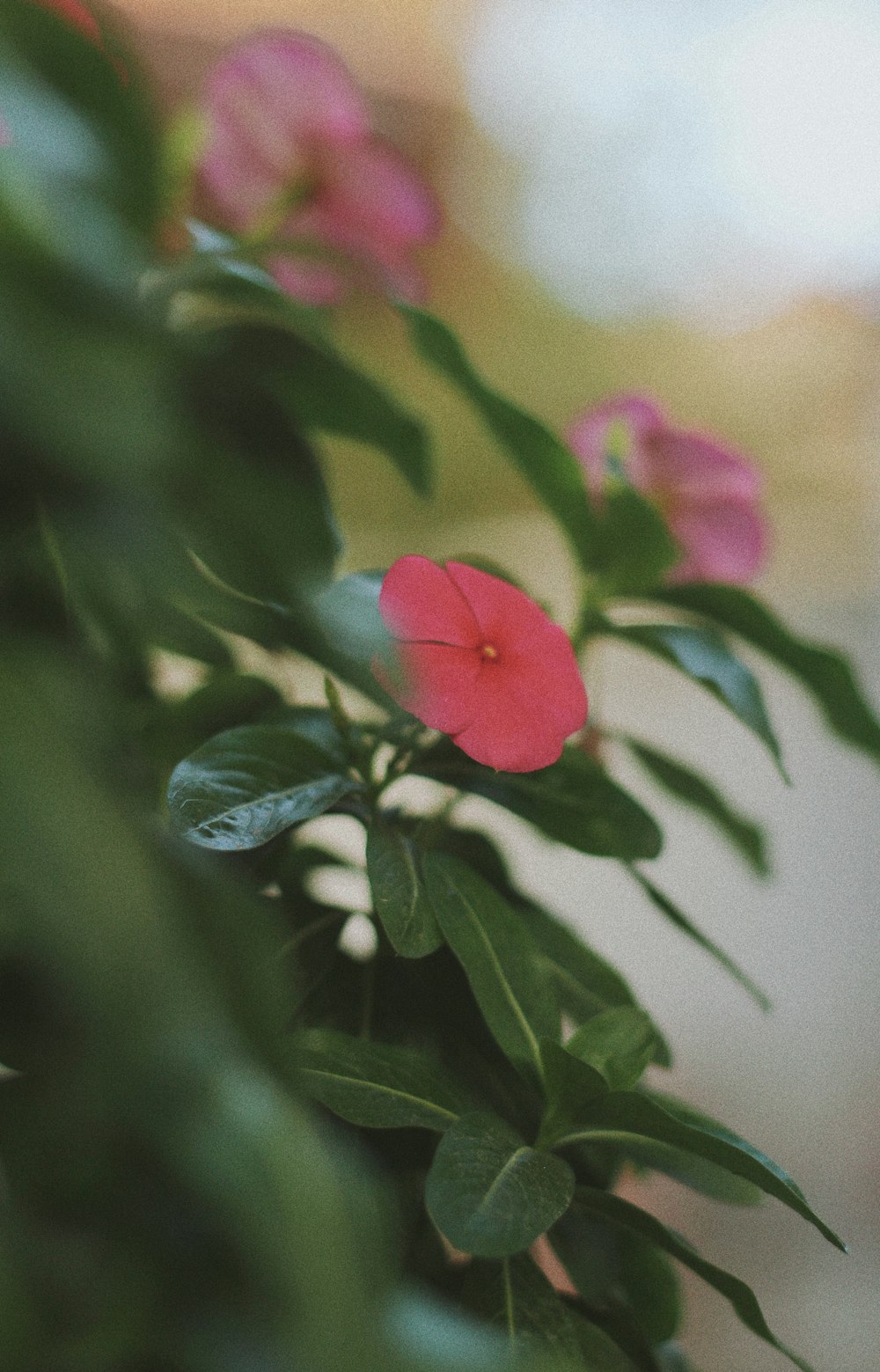 pink flower with green leaves