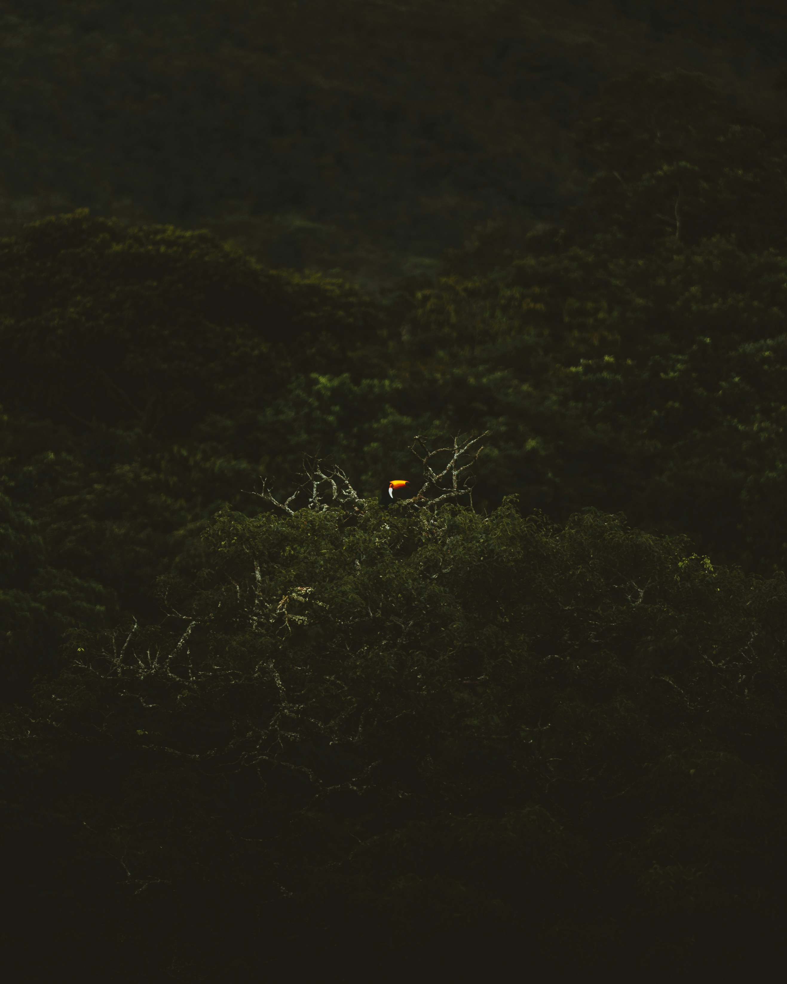 yellow bird on green grass during daytime