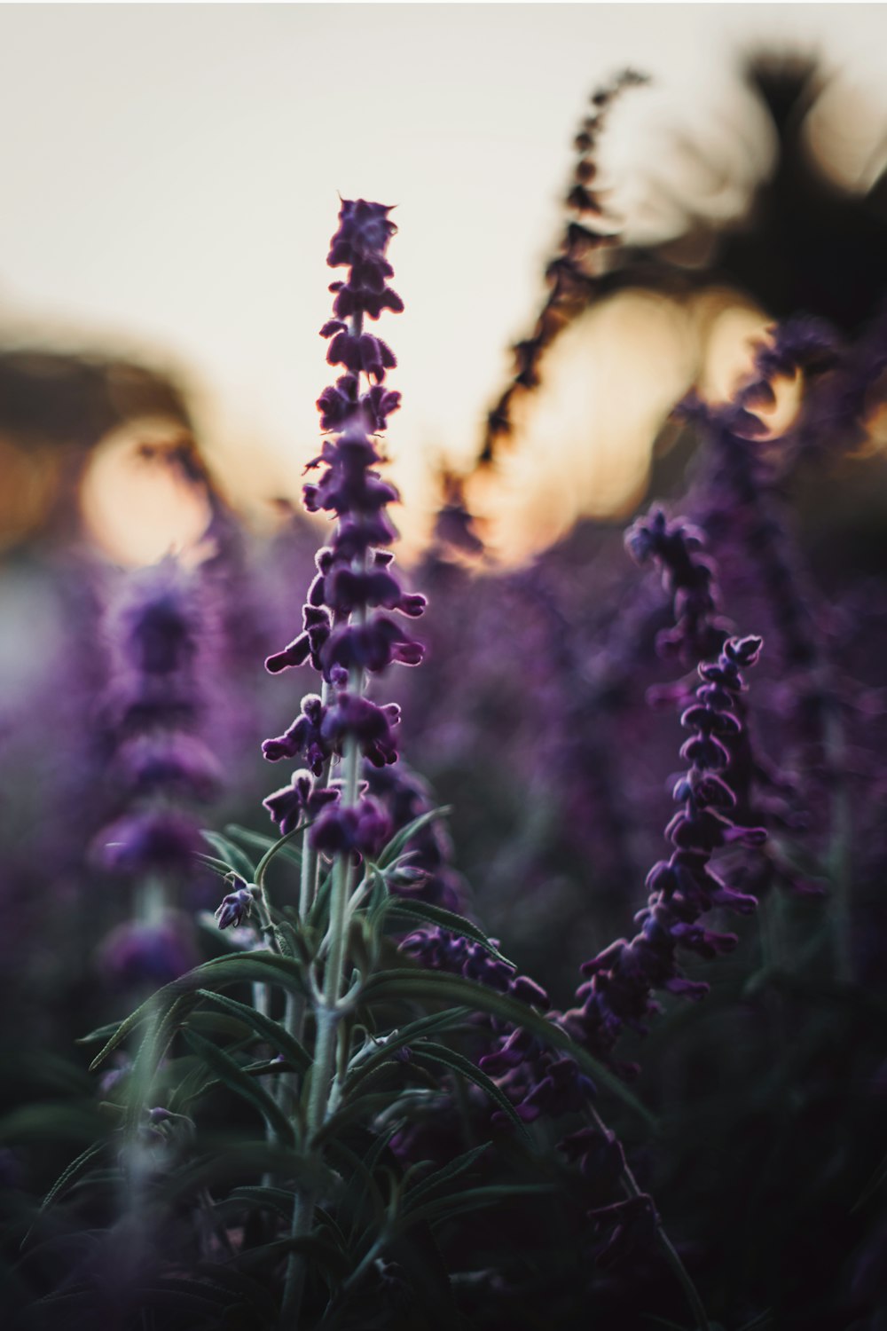 boutons floraux violets pendant la journée