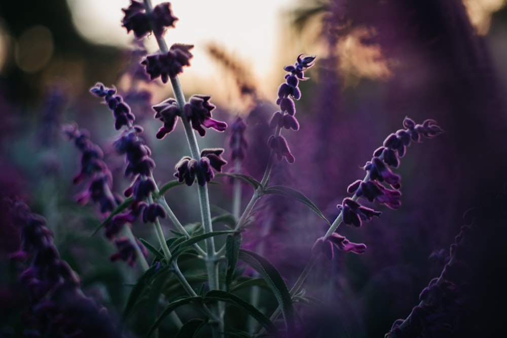 purple flower in tilt shift lens