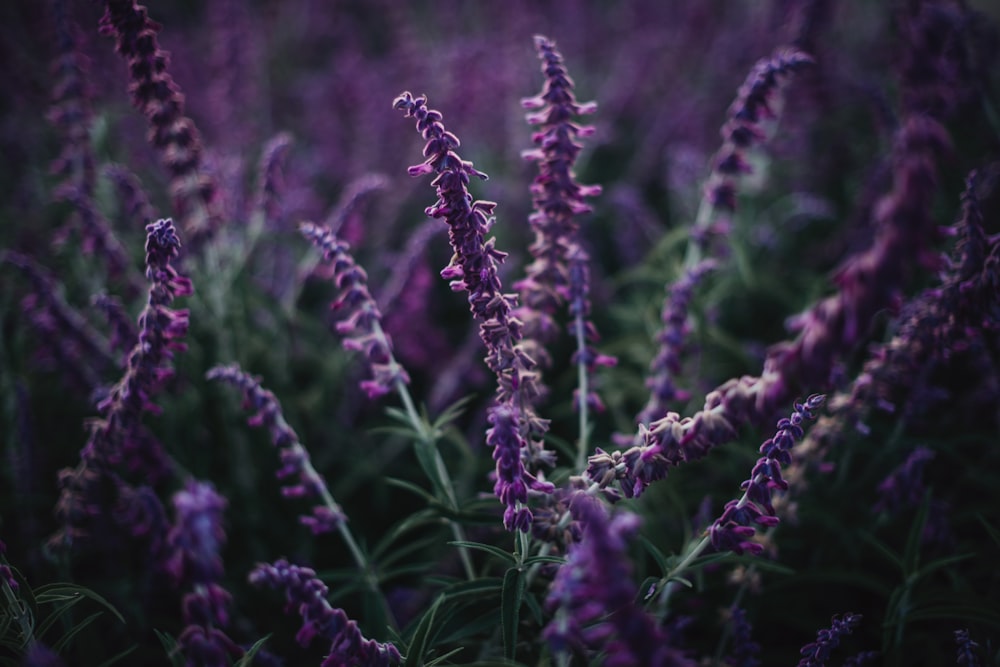 green and purple plant during daytime