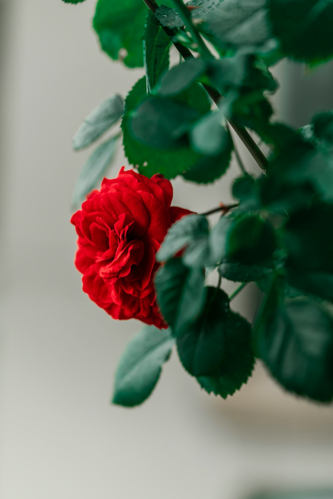 red rose in close up photography