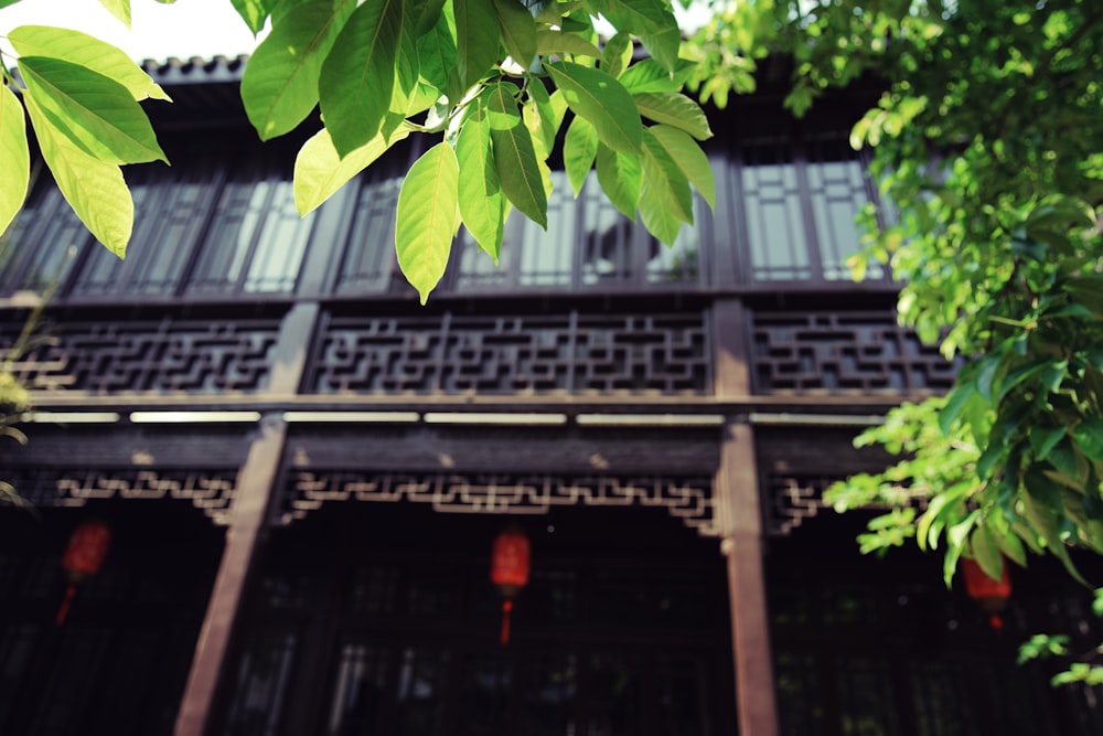 green leaves on brown wooden fence